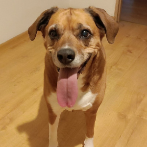 dog, pet