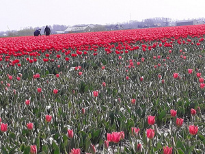 field, plant, flower