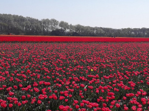 field, petal, flower
