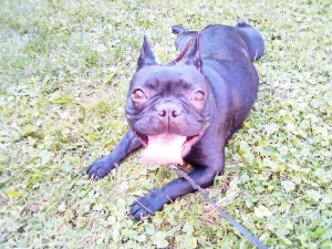 dog