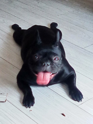 dog, pet