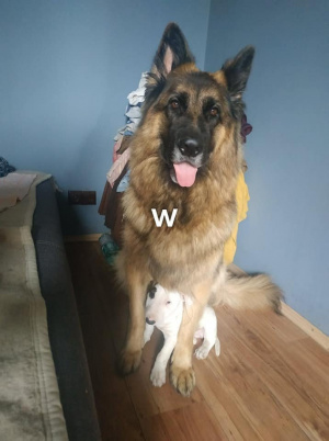 dog, pet