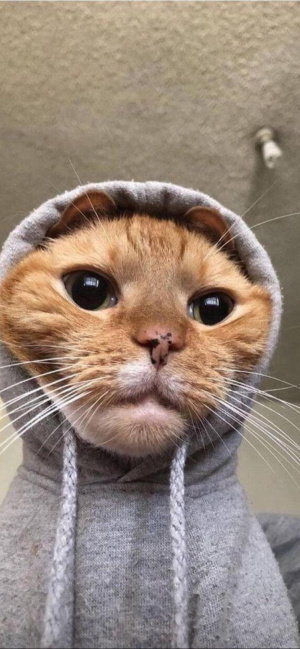 cat, pet