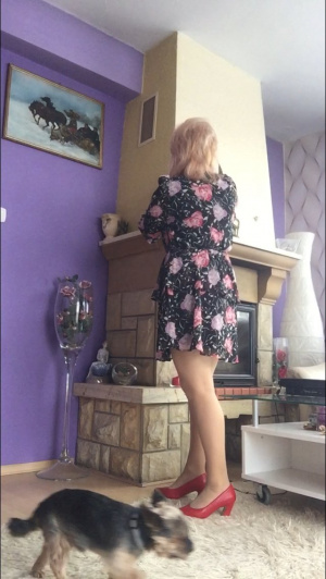 dress, room, dog, countertop