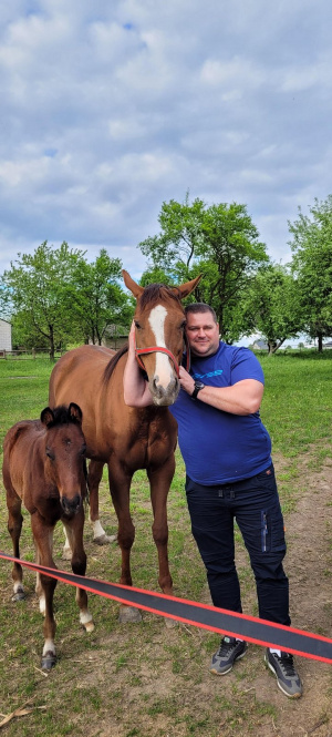 horse, rein
