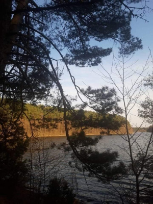 sky, forest, branch, plant, twig