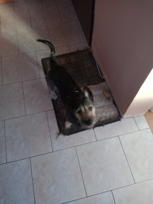 dog, cat