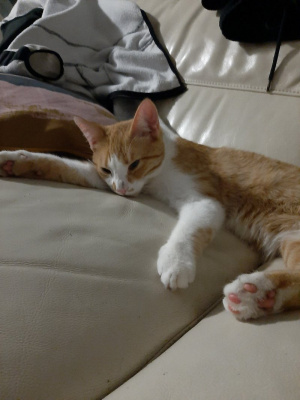 cat, pet