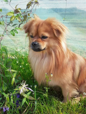 dog, pet