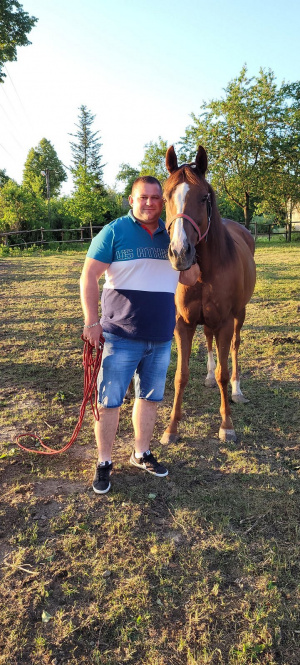 horse