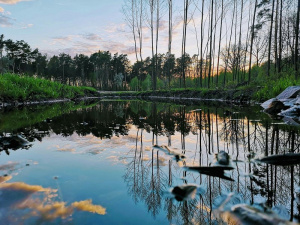 sky, forest, lake, swamp