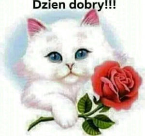 cat, flower