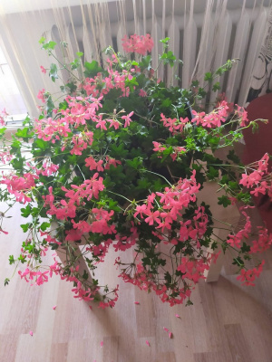 petal, flower