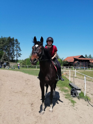 hair, horse, bridle, rein, sports