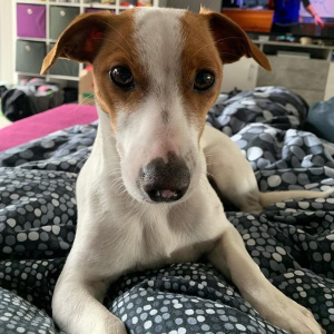 dog, pet