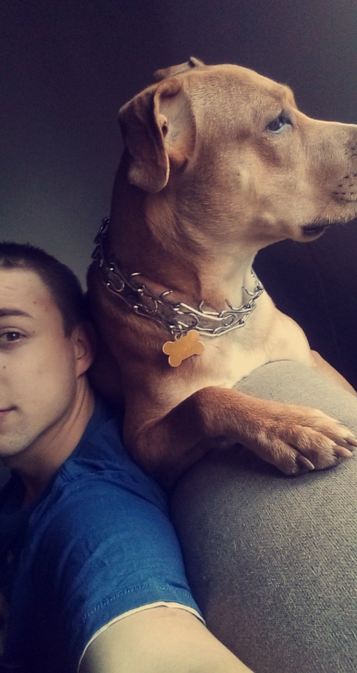 cool, muscle, dog