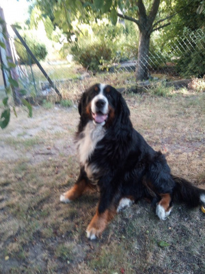 dog, pet