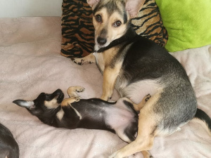 dog, cat, pet