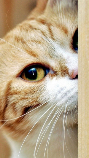 cat, pet