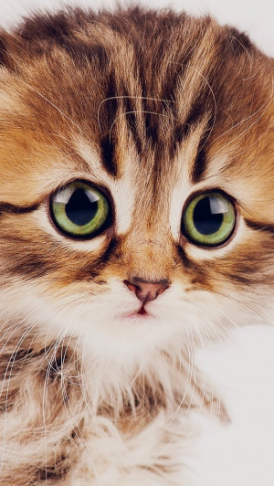 cat, pet
