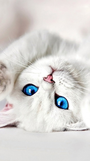 eyelash, cat