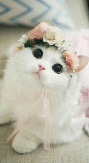 skin, cat