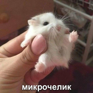 hand, cat, pet