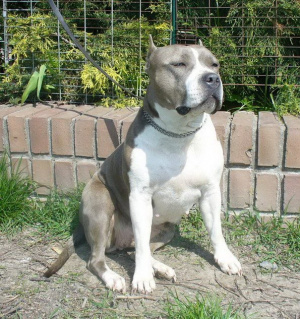 dog, pet