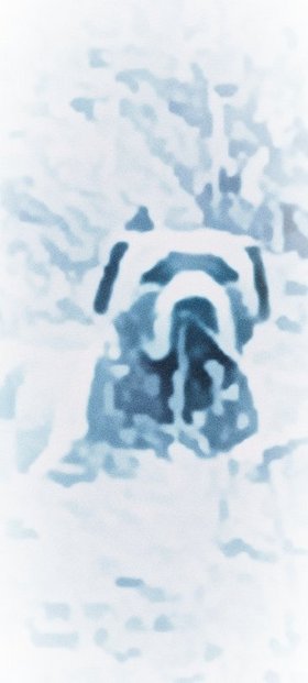 Najładniejsze zdjęcie użytkownika CasaNova699669 - 