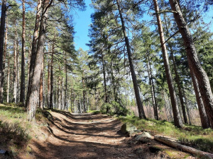 forest, plant, trunk