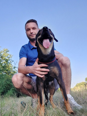 dog, pet