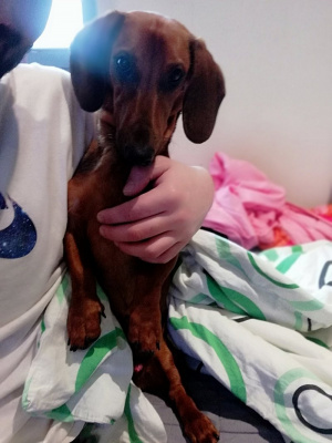 dog, pet