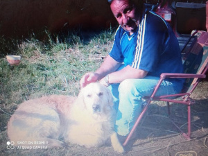cool, sitting, dog