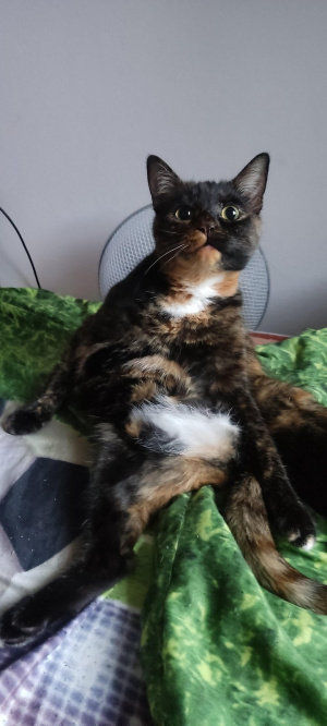 cat, pet