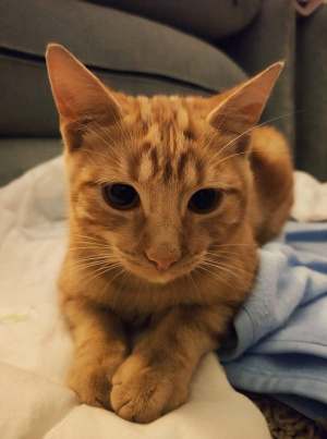 cat, pet