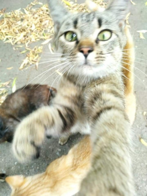 cat, pet