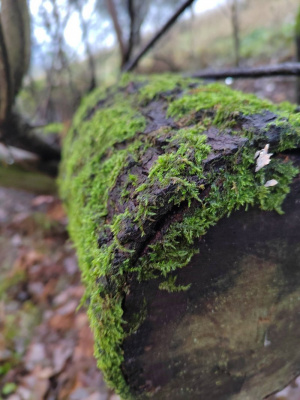 branch