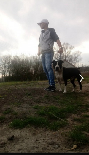 dog, pet
