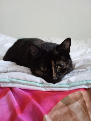 cat, pet
