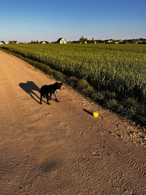field, dog