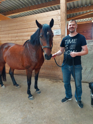 hair, jeans, horse, bridle, rein