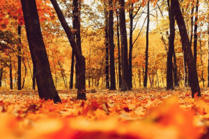 forest, branch, plant, trunk