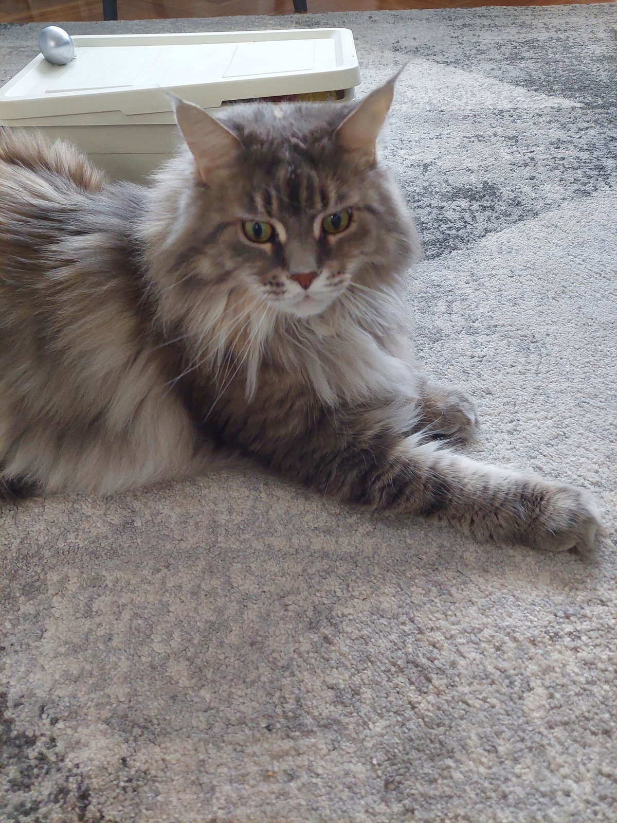 cat, pet