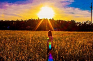 field, sky, sunset