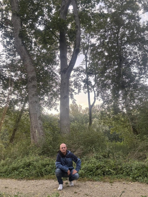 forest, branch, plant