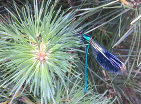 Najładniejsze zdjęcie użytkownika miroslawwinnicki - 