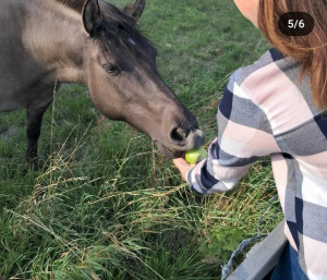 jeans, horse
