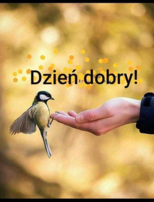 hand, bird