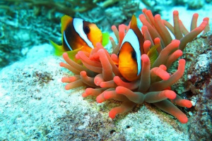 food, underwater, reef
