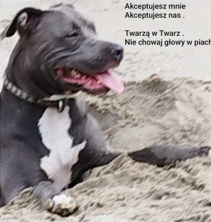 dog, pet